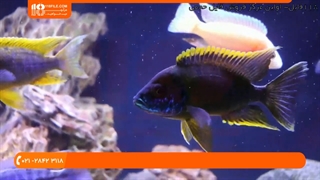 نگهداری از آکواریوم گیاهی _ جلوگیری از دعوای ماهی ها در آکواریوم