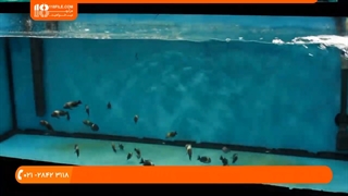 نگهداری از آکواریوم گیاهی _ سیستم روشنایی آکواریوم