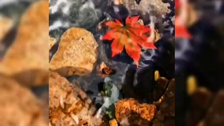 دکلمه کوردی با صدای هنرمند زهره صیدرضایی