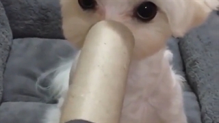 سگ جیسو دالگوم................کیوت.......