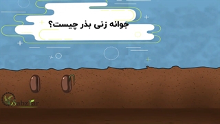 بذر
