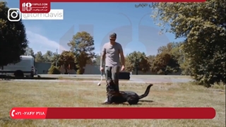 آموزش نکات کلیدی در مورد تربیت سگ خانگی