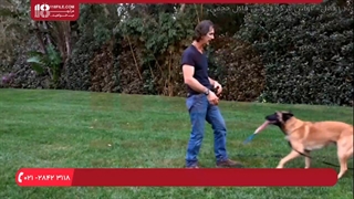 آموزش تربیت سگ _ استفاده از اسباب بازی برای سرعت بخشیدن به اطاعت