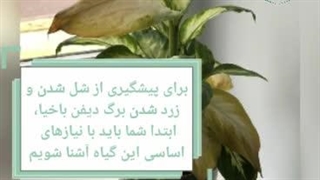 نکات مهم در نگهداری دیفن باخیا