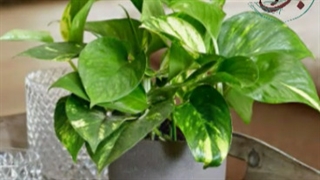 نکات مهم در مورد نگهداری از پتوس