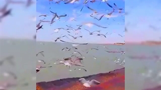 دریا لیزر مو