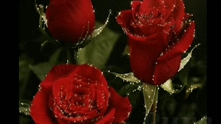 Rose in Lavendar oil Homemade and Pure, Toronto