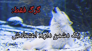 فیلم گرگ