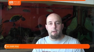 پرورش ماهی زینتی _ پرورش سیچلاید دهان آفریقایی