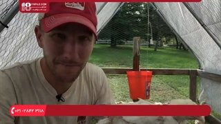 آموزش پرورش مرغ _ پرورش مرغ های گوشتی در هفته چهارم