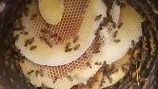 خرید عسل خودبافت گراوان / عسل خام و عسل کوهی