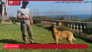 تربیت سگ _ اجتناب از سه اشتباه بزرگ در آموزش سگ