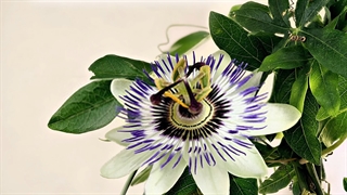 دمنوش گل ساعتی