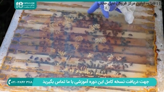 نکات مهم در مورد جا به جا کردن کندو های زنبور عسل