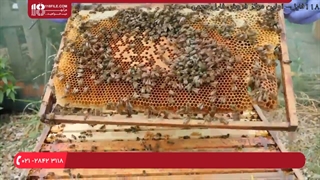 آموزش زنبورداری _ پرورش عسل طبیعی رویال ( زبان فارسی )