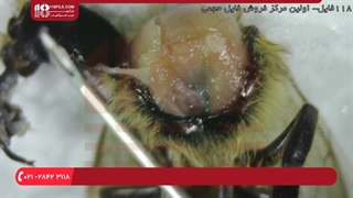 آموزش زنبورداری _ جداسازی و شناسائی عوامل بیماری های قارچی در زنبور عسل