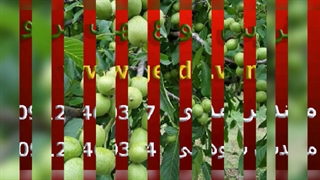 عرضه نهال گردو