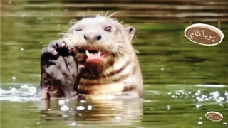 کروکودیل از او می‌ترسد