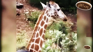 چند مهربانی