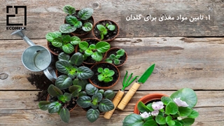 6 راه برای تقویت گل های آپارتمانی