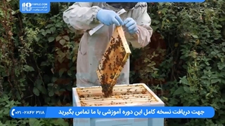 آموزش زنبورداری _ مراحل سیم کشی قاب و موم دوزی
