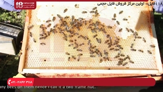 آشنایی با کارگران تخم گذار در کلنی زنبور عسل