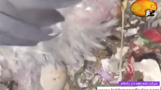 تخم نطفه دار طوطی