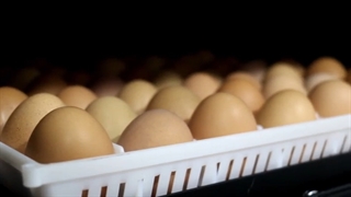 پیش گرم کردن تخم نطفه دار