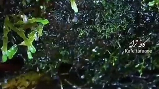 کلیپ موزیک...