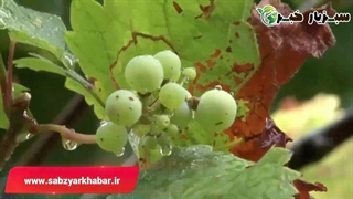 کرم های خاکی مفید هستند یا مضر؟