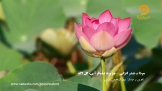 موزیک بیکلام از نویان - تصاویری از مرداب بندر انزلی