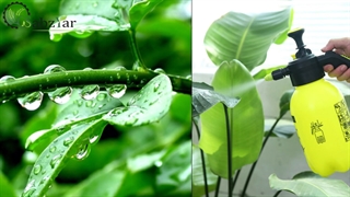 چگونه گیاه را مه پاشی کنیم؟