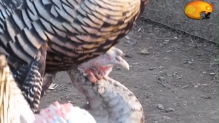 تخم نطفه دار بوقلمون