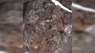 کمپوست قارچ