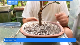 پرورش گل و گیاه _  پرورش و نحوه تعویض گلدان بونسا