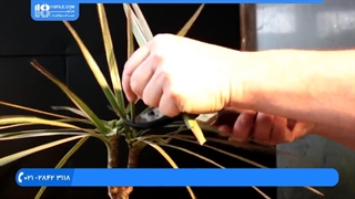 پرورش گل و گیاه _ حرس کردن ریشه های گیاه قبل از کاشت