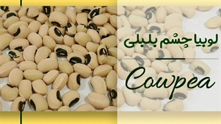 قیمت روز لوبیا چشم بلبلی