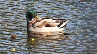 レキップ通販　ロピニロール最安値と購入方法｜むずむず脚症候群／パーキンソン病