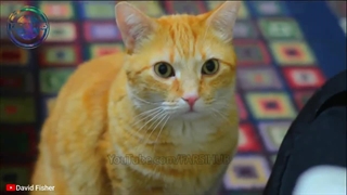 چیزهای عجیبی که احتمالا تا به حال ندیده اید!