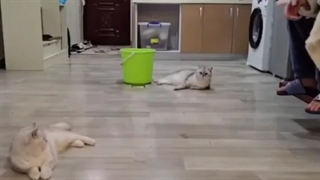 چ حرکتی زد.گربه دیووس