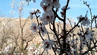 طبیعت بهاری