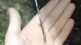 زیبایی خلقت خدا