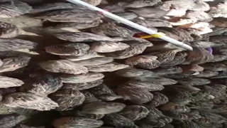 بلدرچین پرواری