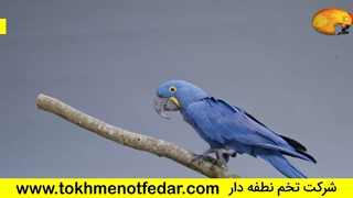 تخم نطفه دار