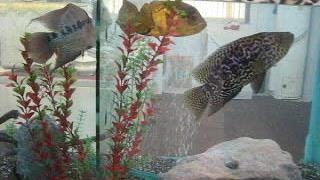 آکواریوم شخصی من