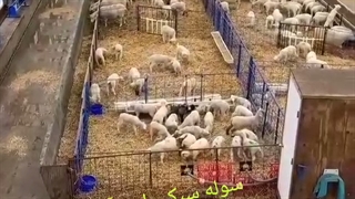 سوله سبک طرح آسا سوله دامداری