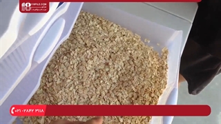 آموزش نحوه جداسازی شفیره ها ( کرم میل ورم )