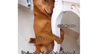 سگه کاکتوس خورده@–@