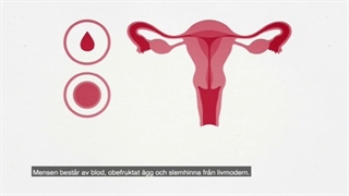 نزدیکی در دوران قاعدگی