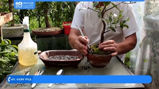 چند راه برای پرورش و تعویض گلدان بونسای پرتقال